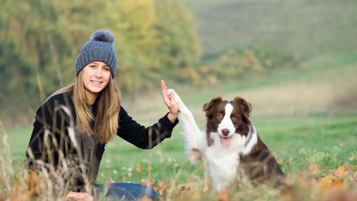 Haustierpflege mit der Oneisall Hundeschermaschine